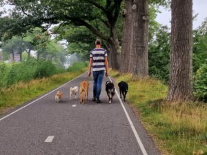 Hondenpension wandeling