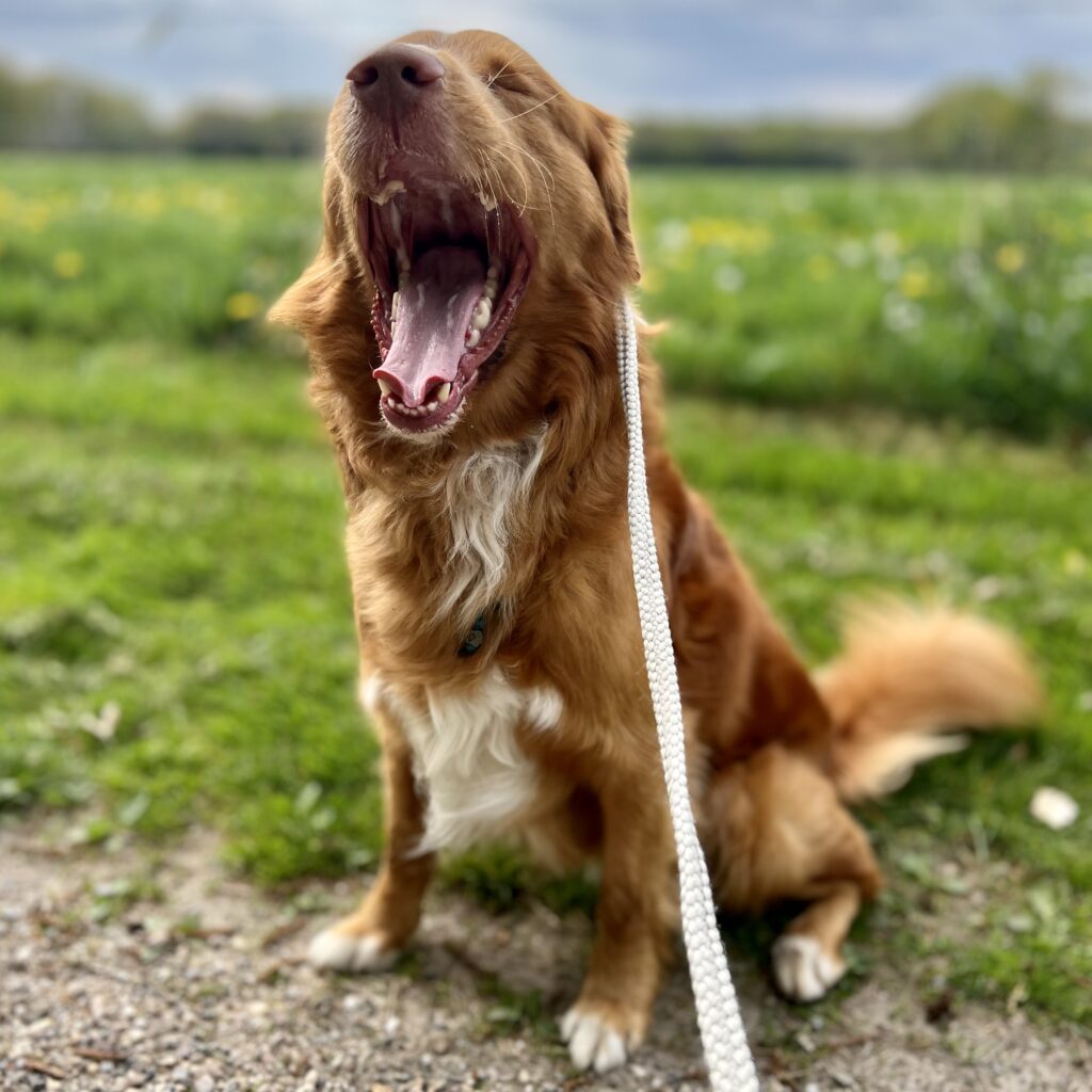 Hondenpension: gezellig op pad en een beetje gek doen