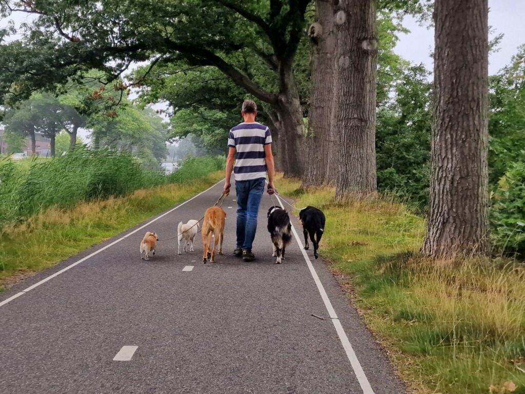 Dierenpension: dagelijkse wandeling met de honden