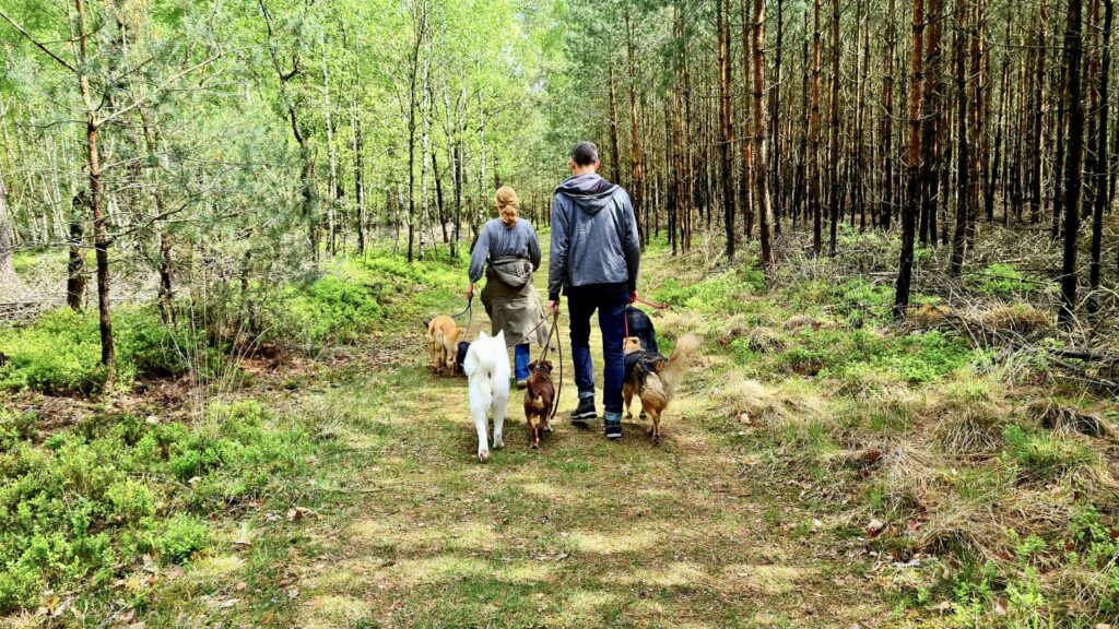 Dierenpension: een heerlijke lange wandeling op de Veluwe